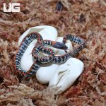 ug_CB_Baby_Checke_Bellied_Snake_3.jpg