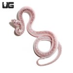 ug_white_sided_axanthic_florida_kingsnake_4.jpg