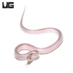 ug_white_sided_axanthic_florida_kingsnake_3.jpg