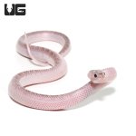 ug_white_sided_axanthic_florida_kingsnake_2.jpg