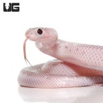 ug_white_sided_axanthic_florida_kingsnake_1.jpg