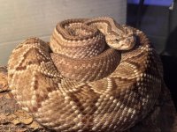 NeotropicalRattler.jpg