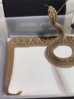 NeotropicalRattler1.jpg