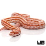 ug_baby_amel_tessera_3.jpg