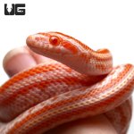 ug_baby_amel_tessera_1.jpg