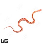 ug_baby_amel_het_palmetto_cornsnake_4.jpg