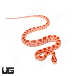 ug_baby_amel_het_palmetto_cornsnake_2.jpg