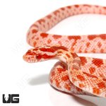 ug_baby_amel_het_palmetto_cornsnake_1.jpg