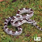 ug_Baby_Anery_Motley_Cornsnake_5.jpg