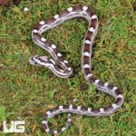 ug_Baby_Anery_Motley_Cornsnake_4.jpg