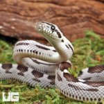 ug_Baby_Anery_Motley_Cornsnake_3.jpg