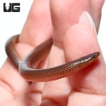 ug_new_worm_snake_3.jpg