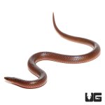 ug_new_worm_snake_2.jpg