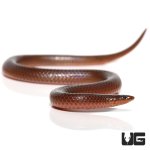 ug_new_worm_snake_1.jpg
