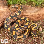 ug_Yellowbelly_Ball_Python_1.jpg