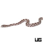 ug_baby_ghost_cornsnake_4.jpg