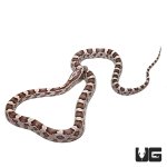 ug_baby_ghost_cornsnake_3.jpg