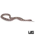 ug_baby_ghost_cornsnake_2.jpg