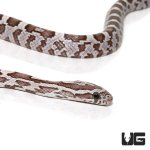 ug_baby_ghost_cornsnake_1.jpg