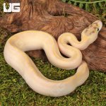 ug_Baby_Ivory_Enchi_OD_Ball_Python _4.jpg