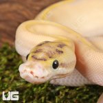 ug_Baby_Ivory_Enchi_OD_Ball_Python _3.jpg