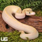 ug_Baby_Ivory_Enchi_OD_Ball_Python _2.jpg