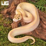 ug_Baby_Ivory_Enchi_OD_Ball_Python _1.jpg