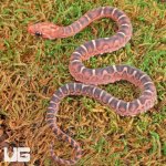 ug_Baby_Scaleless_Masque_Cornsnake_4.jpg