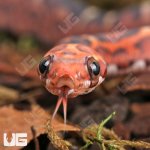 ug_Baby_Scaleless_Masque_Cornsnake_3.jpg