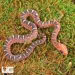 ug_Baby_Scaleless_Masque_Cornsnake_2.jpg