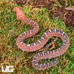 ug_Baby_Scaleless_Masque_Cornsnake_1.jpg