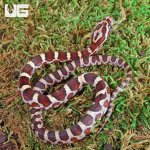 ug_Baby_Masque_Het_Scaleless_Cornsnake_4.jpg