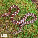 ug_Baby_Masque_Het_Scaleless_Cornsnake_3.jpg