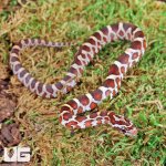ug_Baby_Masque_Het_Scaleless_Cornsnake_2.jpg