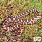 ug_Baby_Masque_Het_Scaleless_Cornsnake_1.jpg
