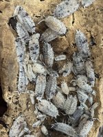 P.SCABER DALMATIAN.jpg