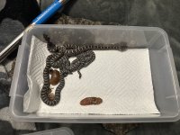 IMG_1605.jpeg