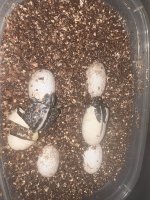 2025 Florida Box Hatching.jpg