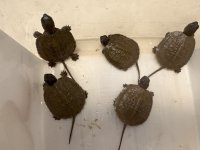 2025 N A Wood Turtles.jpg