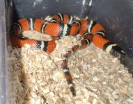 IMG_5281.jpeg