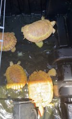 IMG_2948.jpeg
