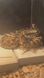 IMG_6701.jpeg