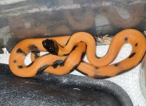 IMG_5351.jpeg