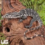 ug_Hatchling_Axanthic_Water_Monitor_3.jpg