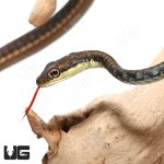ug_bronzeback_snake_4.jpg