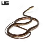 ug_bronzeback_snake_3.jpg
