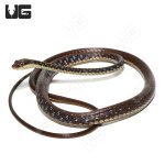ug_bronzeback_snake_2.jpg