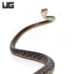 ug_bronzeback_snake_1.jpg