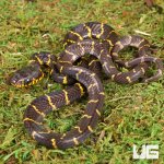 ug_Baby_Mangrove_Snake_4.jpg