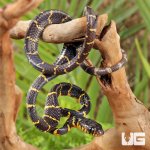 ug_Baby_Mangrove_Snake_1.jpg